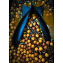 Green Lipped Mussel Liquid von RSR-Baits für Boilies...