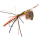 Larva Mayfly Micro Spinner mit Einzelhaken als UL-Köder für Forelle und Barsch