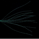 Schwimmender Balzer Hollow Dancer 6cm mit Squid Aroma...