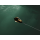 PR0BE Lure Tracker