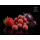Delphin BreaX SweetBERRY Boilies mit Mulberry Aroma für Karpfen