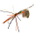Spro Larva Mayfly Spinner Single Gr.10/4gr